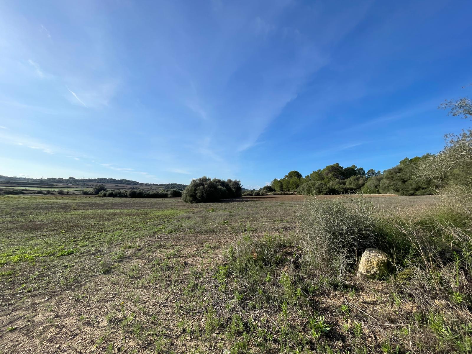 Land plot in Muro, Mallorca, Spain 15588 sq.m. No. 146299