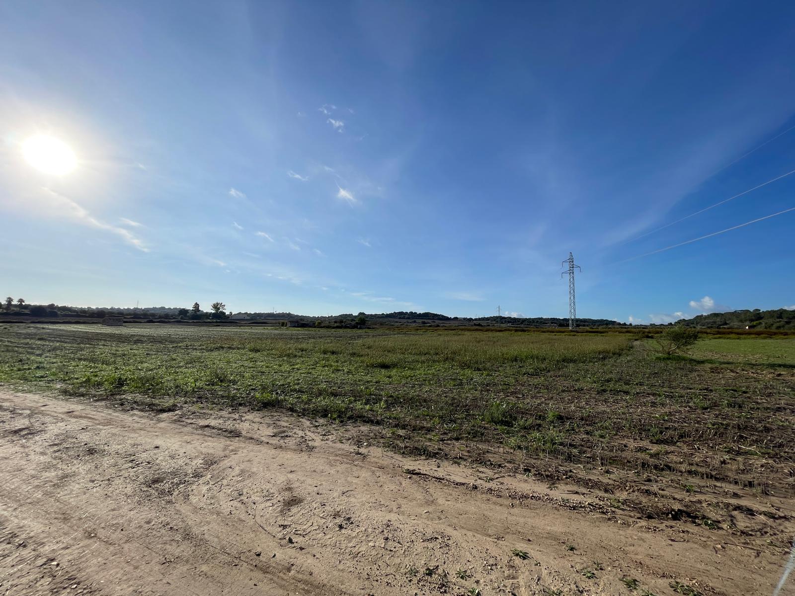 Land plot in Muro, Mallorca, Spain 15588 sq.m. No. 146299