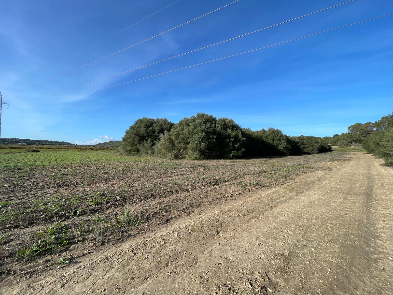Land plot in Muro, Mallorca, Spain 15588 sq.m. No. 146299