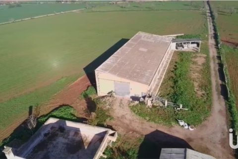 Terreno a Campos, Mallorca, Spagna 39458 mq. N° 154309