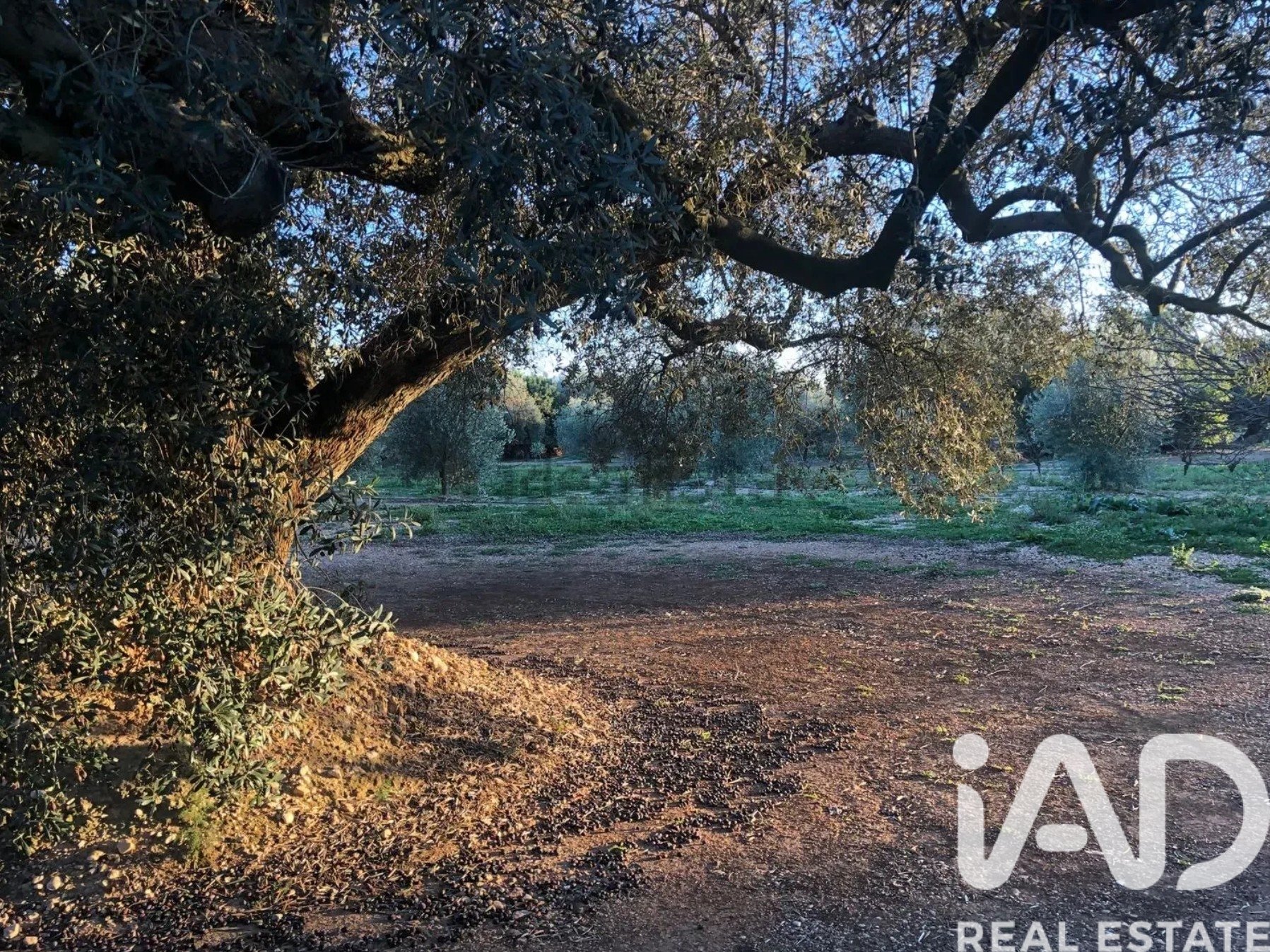 Commercial property in San Rafael Del Rio, Castellon, Spain No. 173164