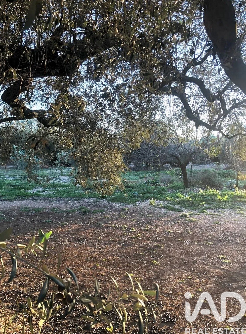 Commercial property in San Rafael Del Rio, Castellon, Spain No. 173164