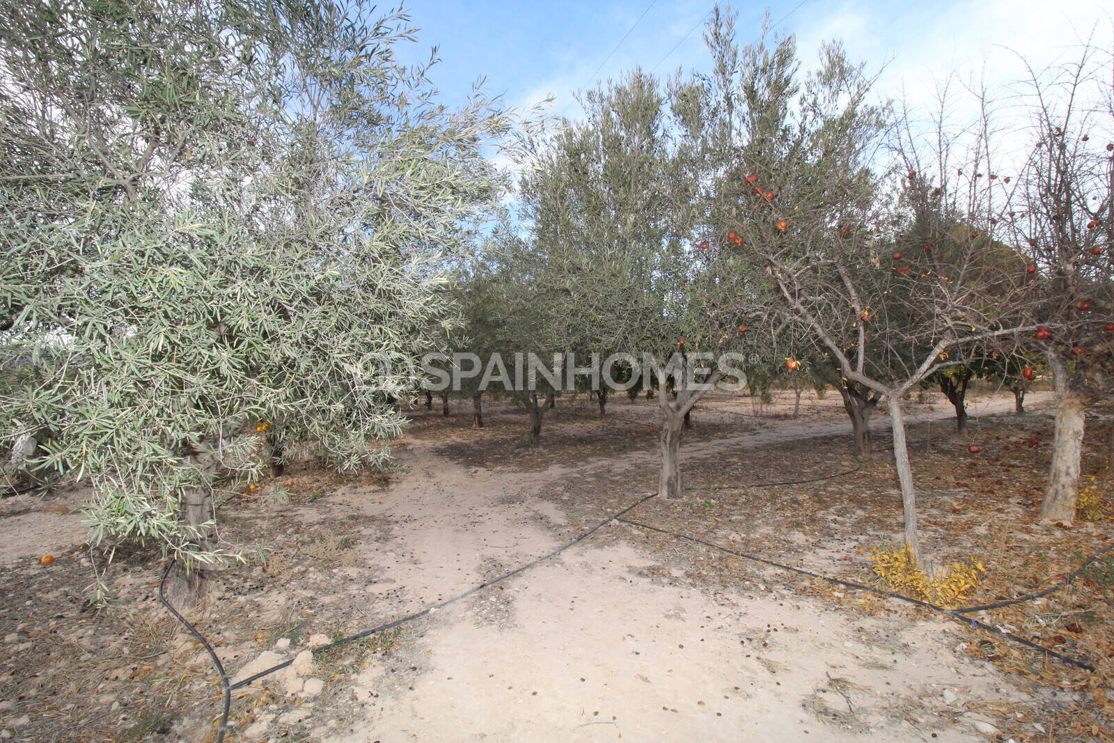 Huvila Elda, Alicante, Espanja 13 makuuhuonetta, 1806 m2 No. 193713