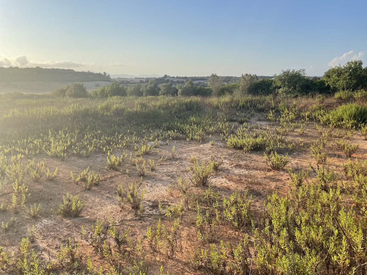 Land plot in Ariany, Mallorca, Spain 3 bedrooms, 15048 sq.m. No. 137545