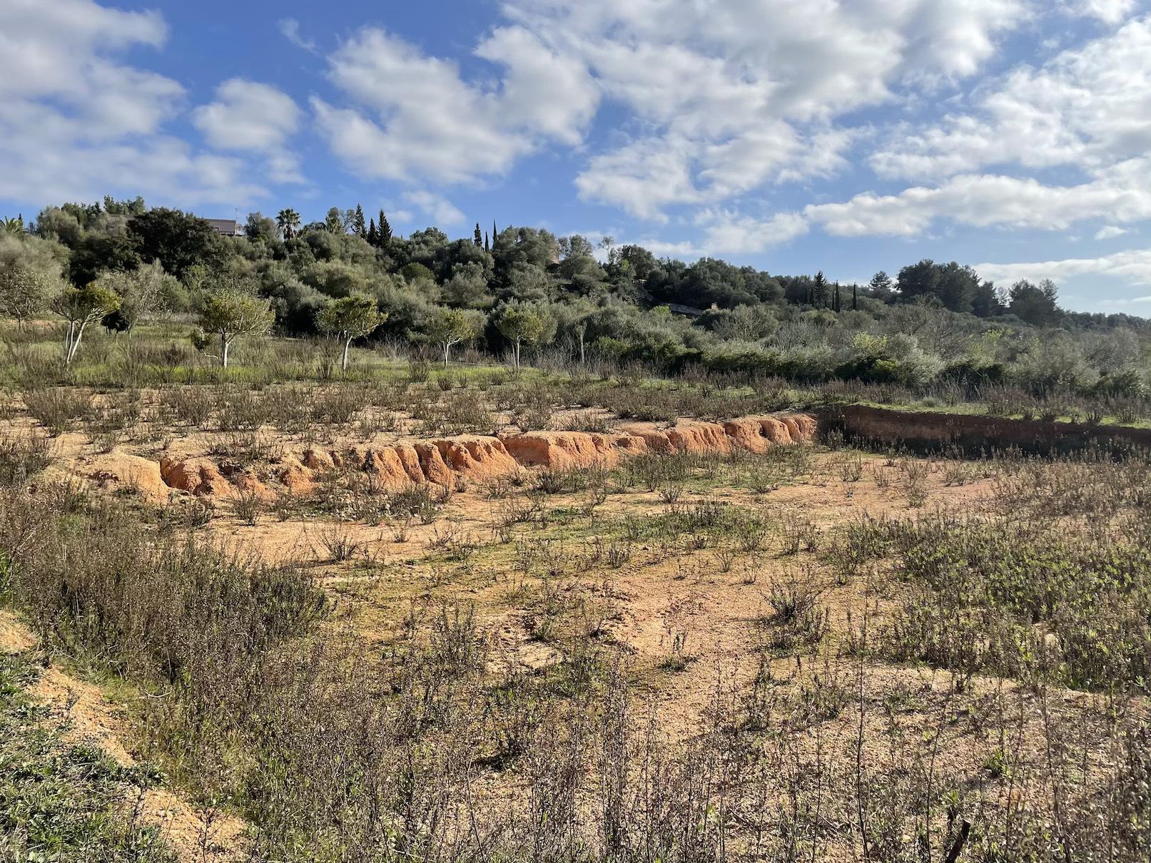 Land plot in Ariany, Mallorca, Spain 3 bedrooms, 15048 sq.m. No. 137545