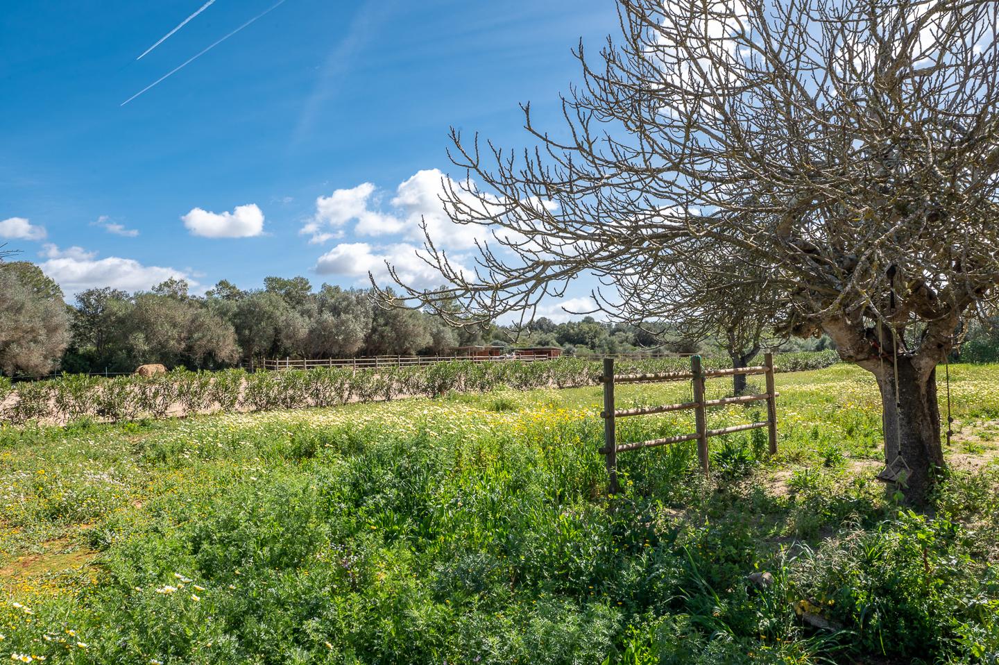Finca a Campos, Mallorca, Spagna 5 camere da letto, 507 mq. N° 182118