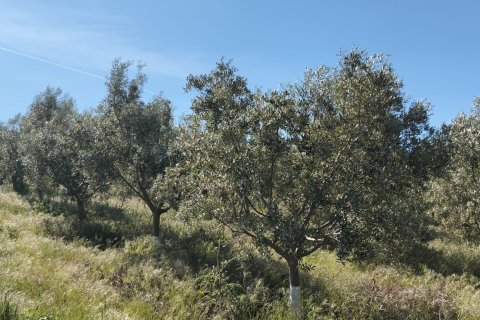 Zemes gabals Lebrija, Seville, Spānijā 9500 m2 Nr. 184950