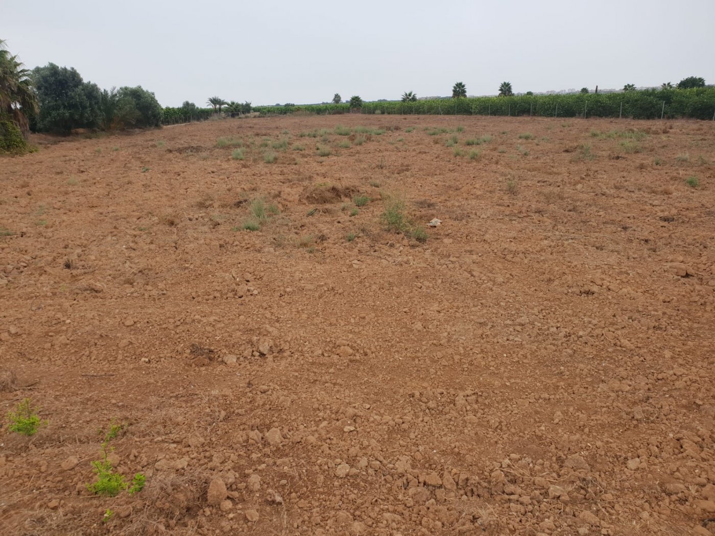 Land plot in Dolores, Alicante, Spain No. 183603