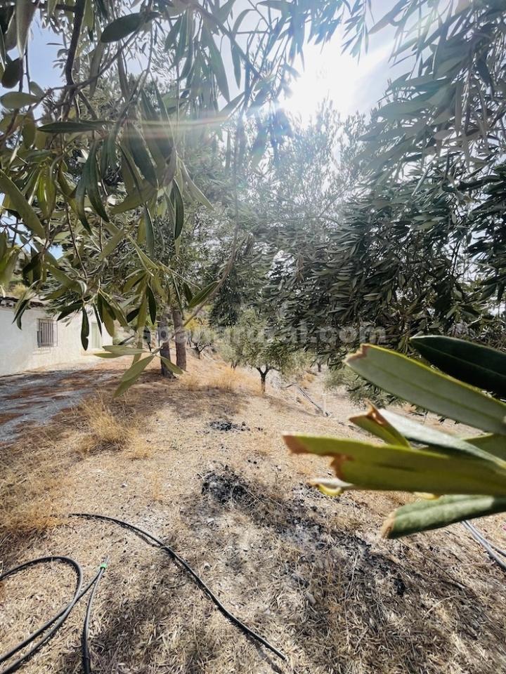 House in Sufli, Almeria, Spain 3 bedrooms, 110 sq.m. No. 184093