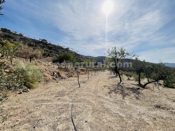 House in Sufli, Almeria, Spain 3 bedrooms, 110 sq.m. No. 184093