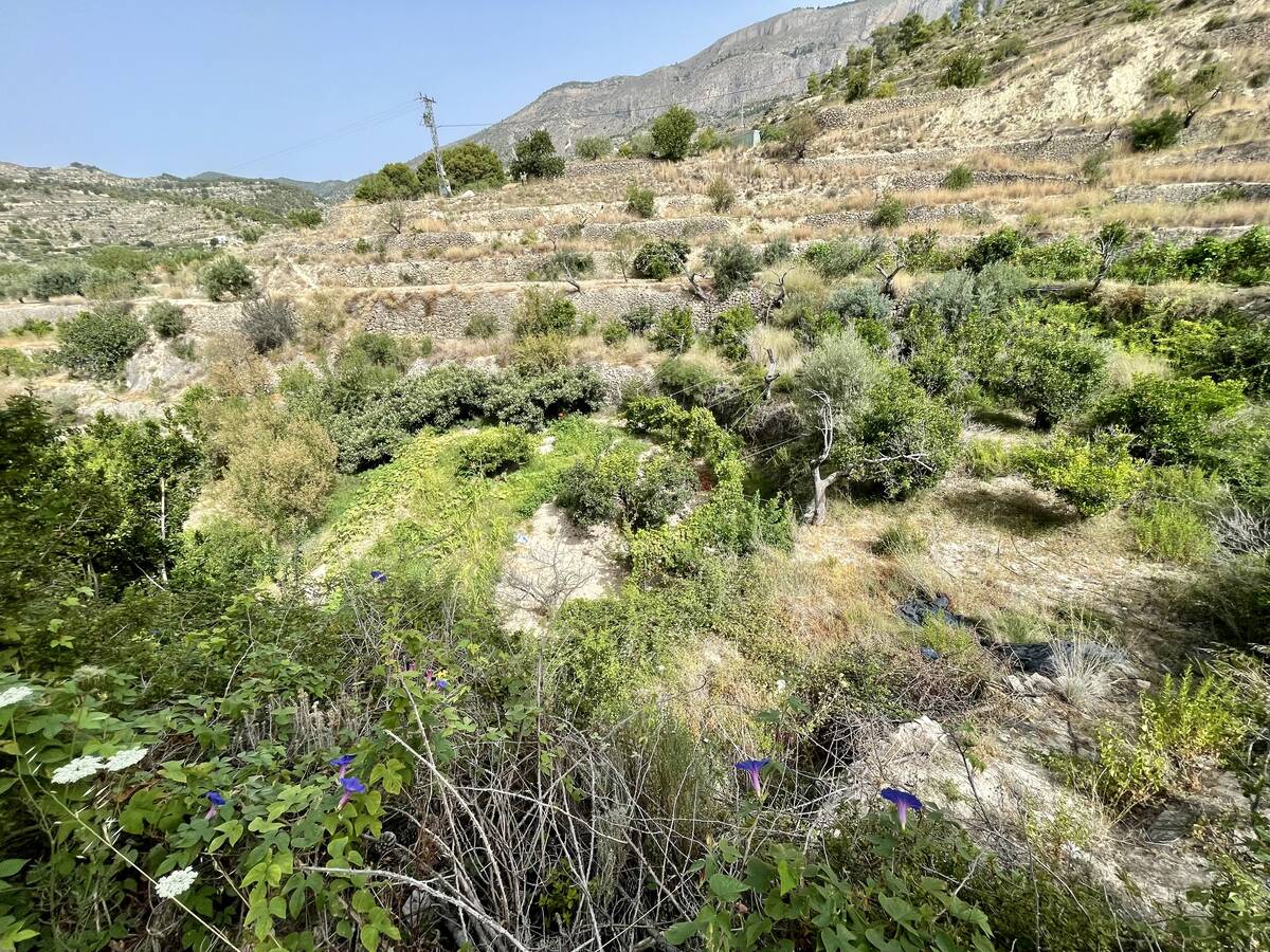 Terreno a Sella, Alicante, Spagna N° 183686