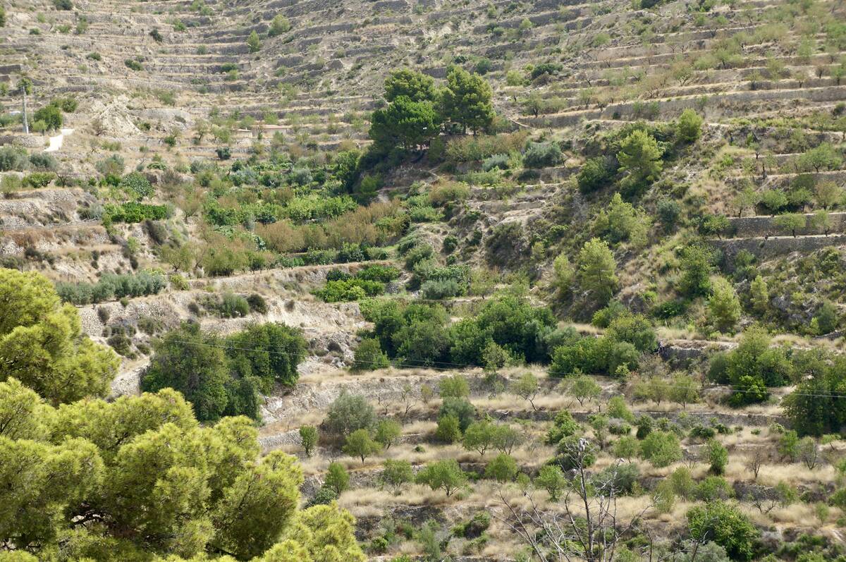 Terreno a Sella, Alicante, Spagna N° 183686