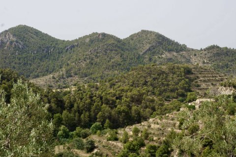 Land plot in Sella, Alicante, Spain No. 183686