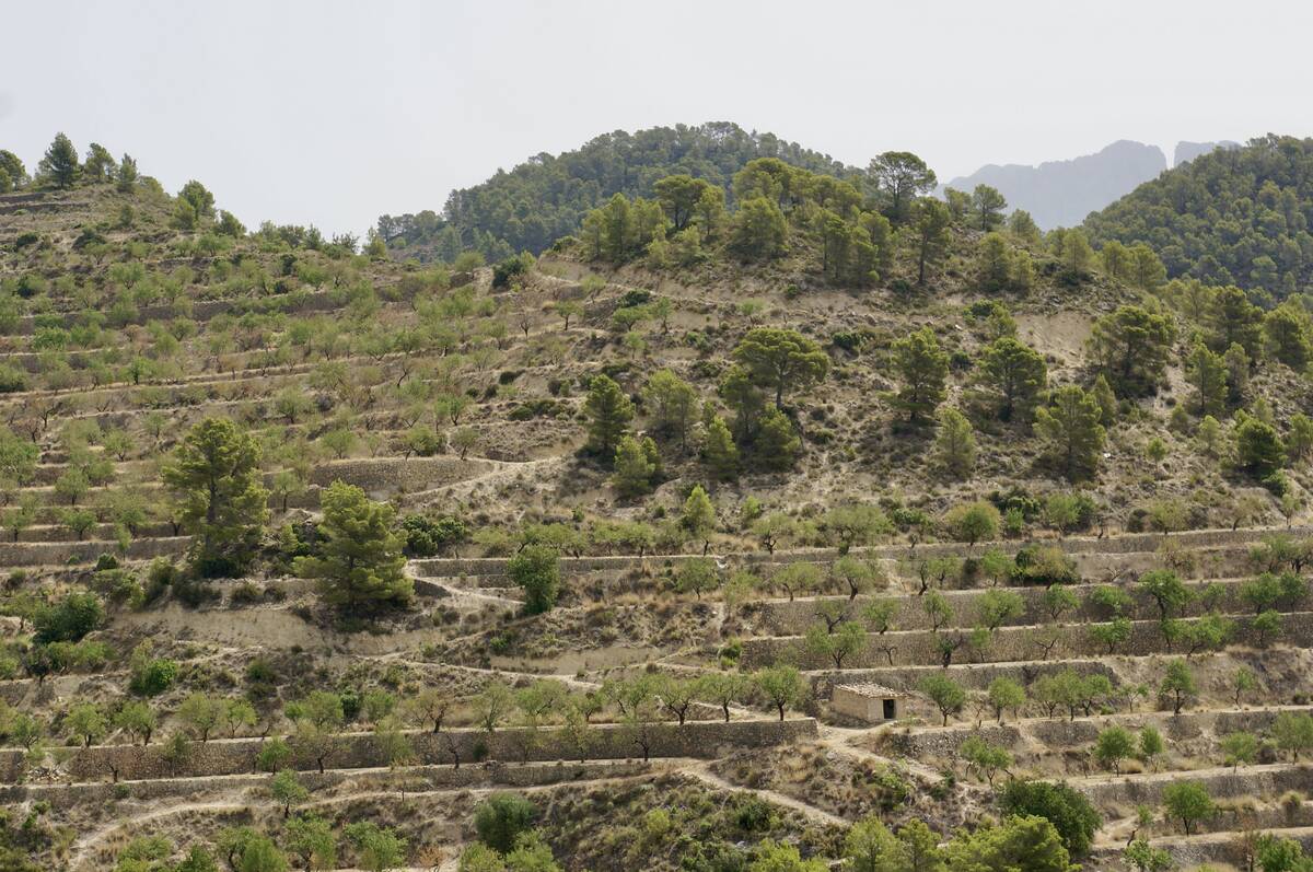 Terreno a Sella, Alicante, Spagna N° 183686