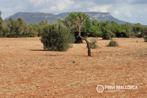 Zemes gabals Llucmajor, Mallorca, Spānijā 59844 m2 Nr. 195949