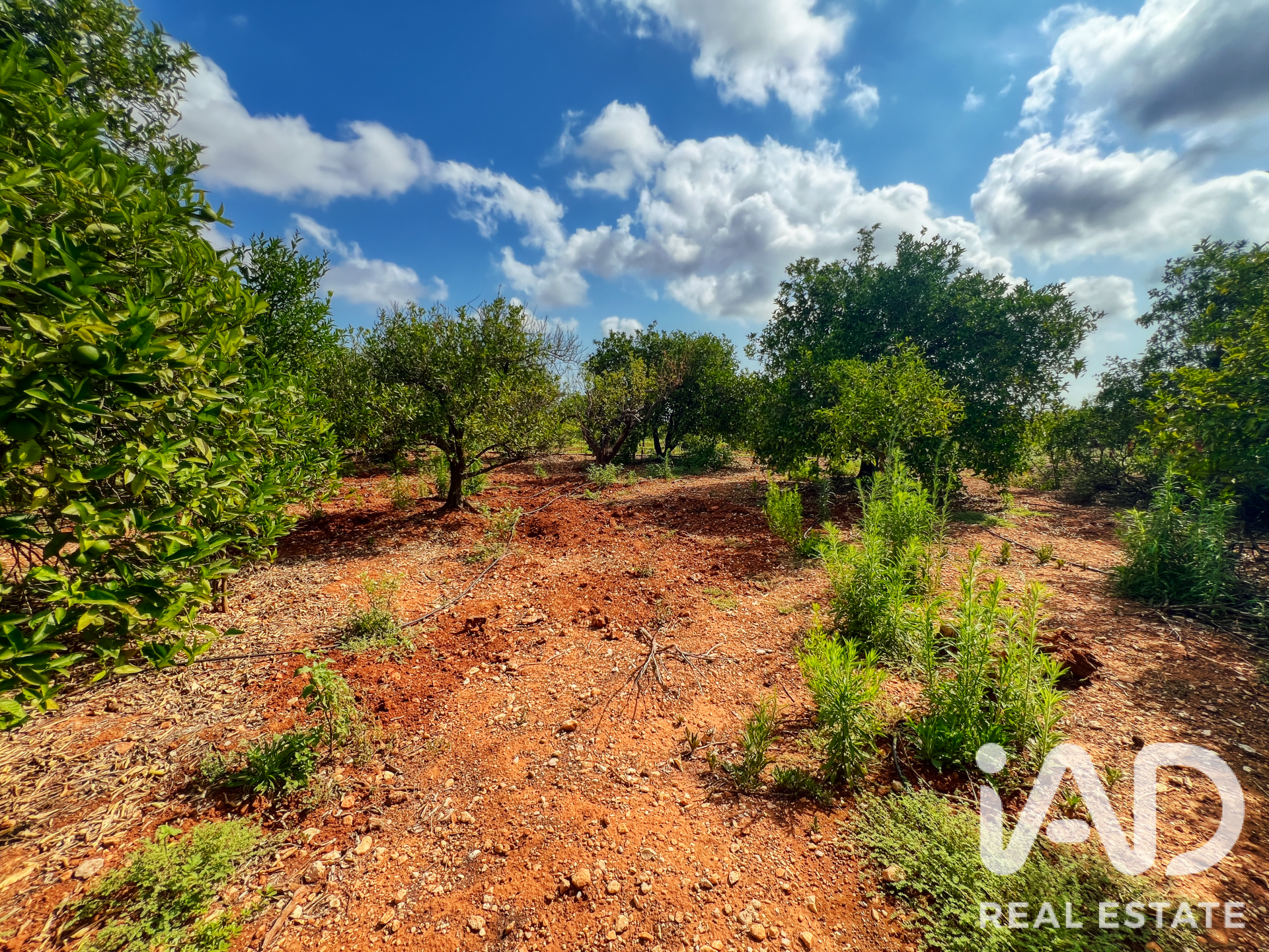 Commercial property in Oliva, Valencia, Spain No. 193500