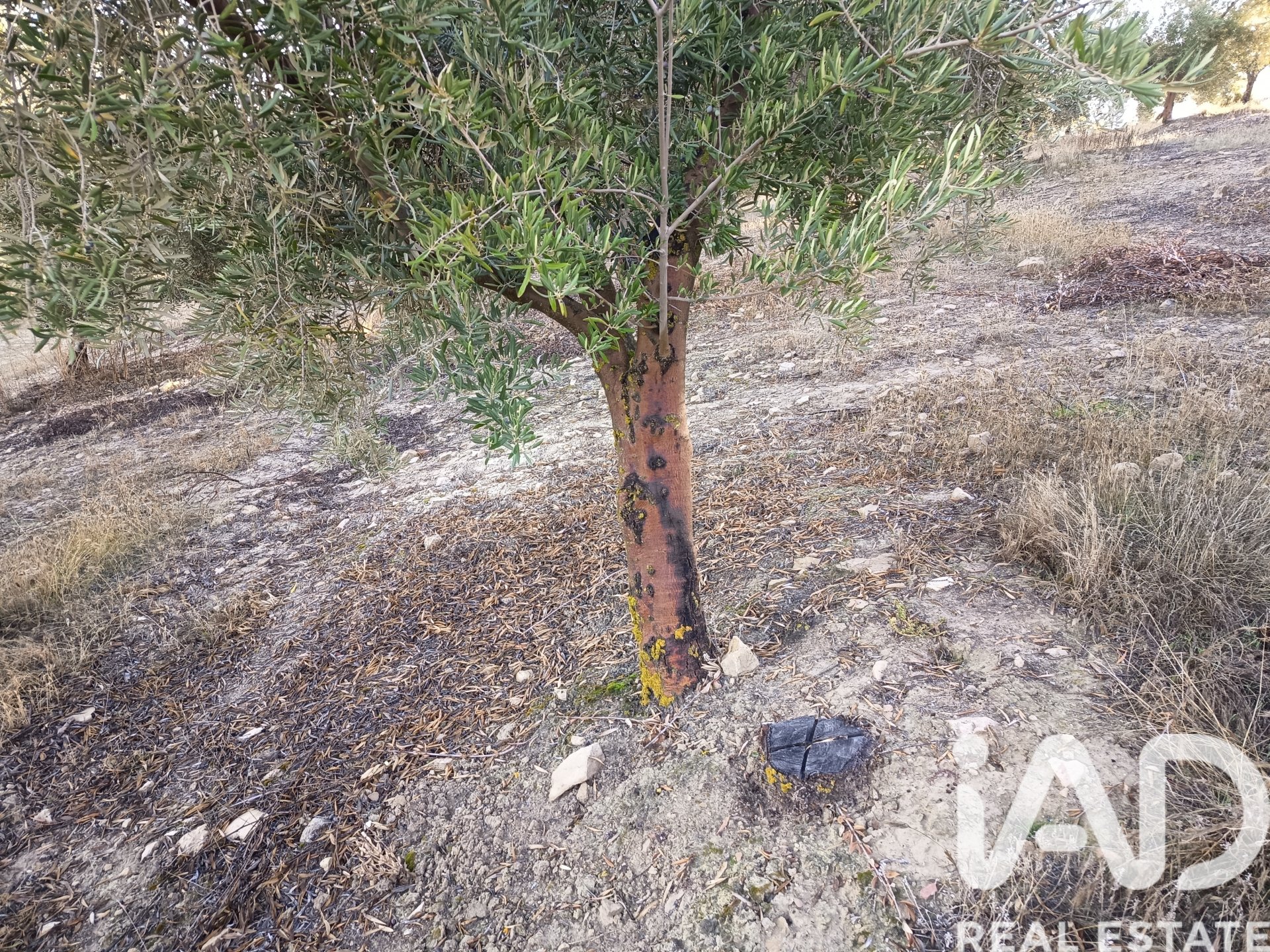 Land plot in Granada, Spain 308000 sq.m. No. 152801