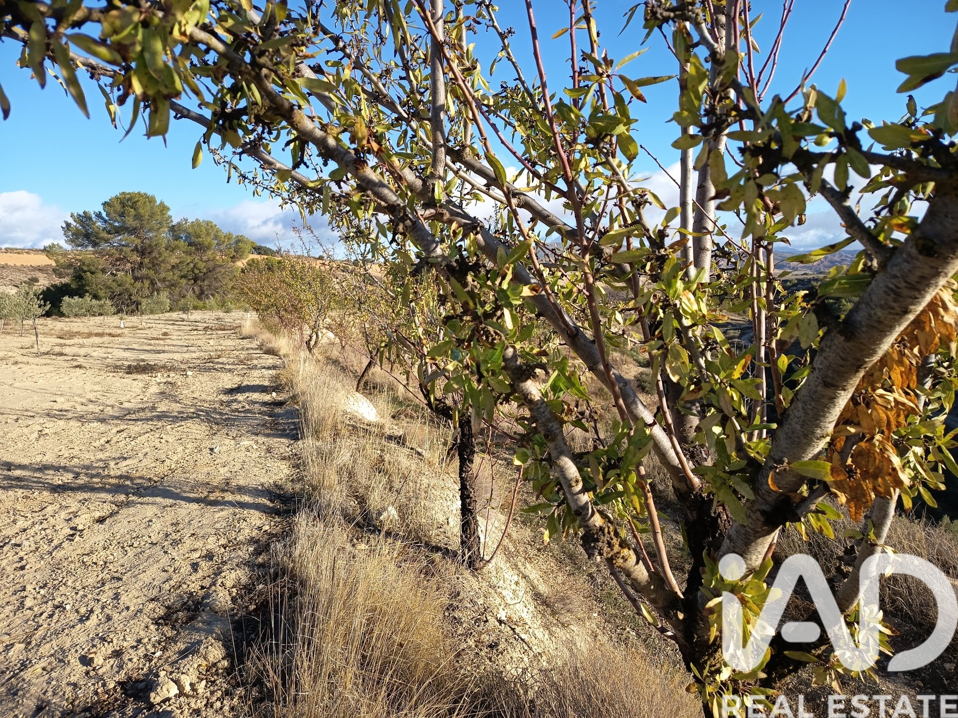 Land plot in Granada, Spain 308000 sq.m. No. 152801