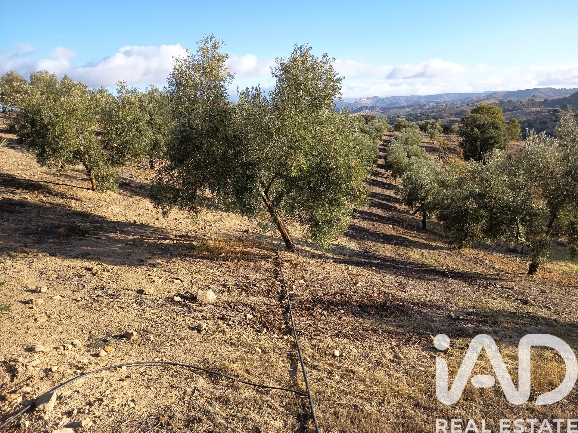 Land plot in Granada, Spain 308000 sq.m. No. 152801