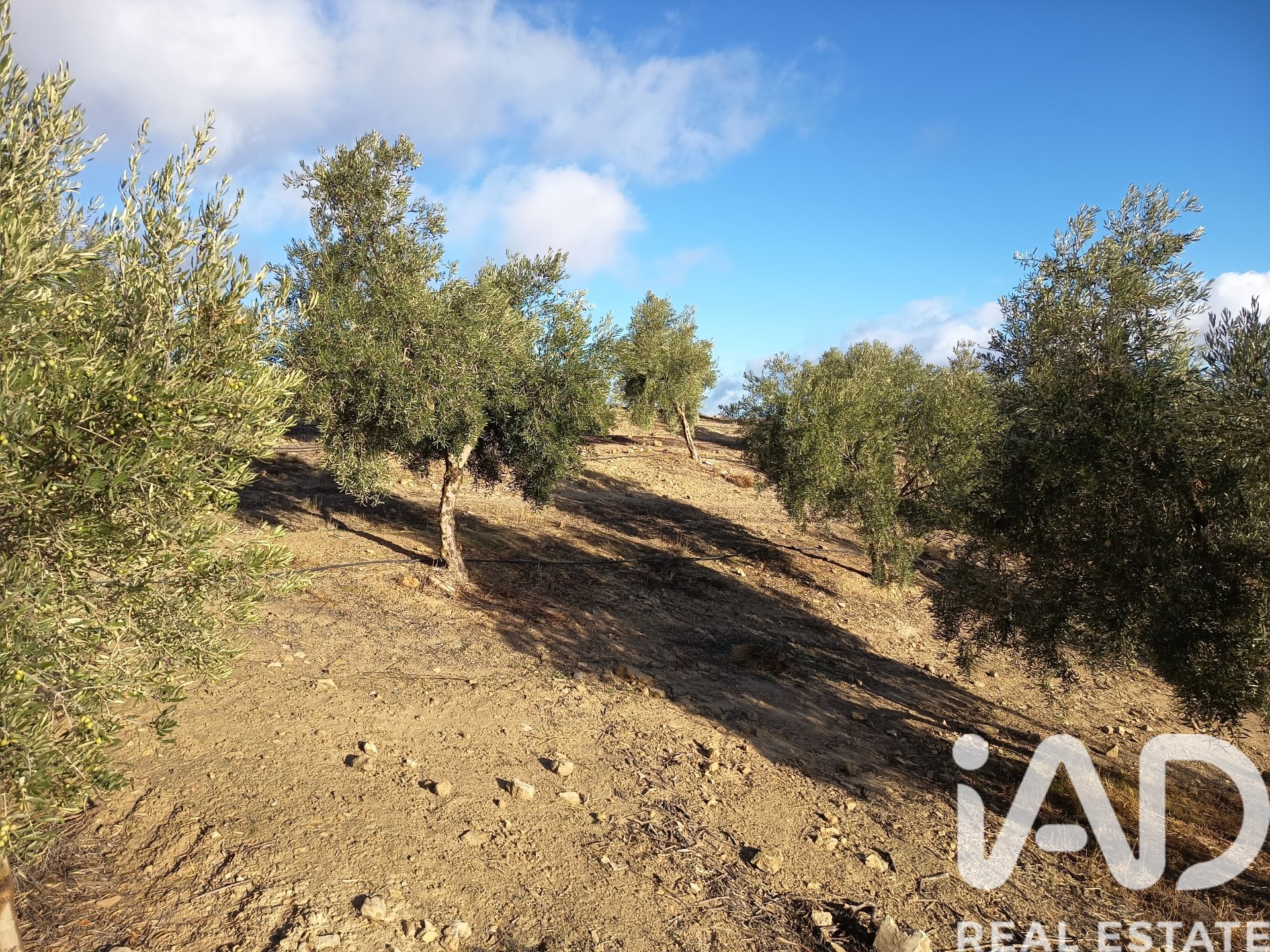 Land plot in Granada, Spain 308000 sq.m. No. 152801