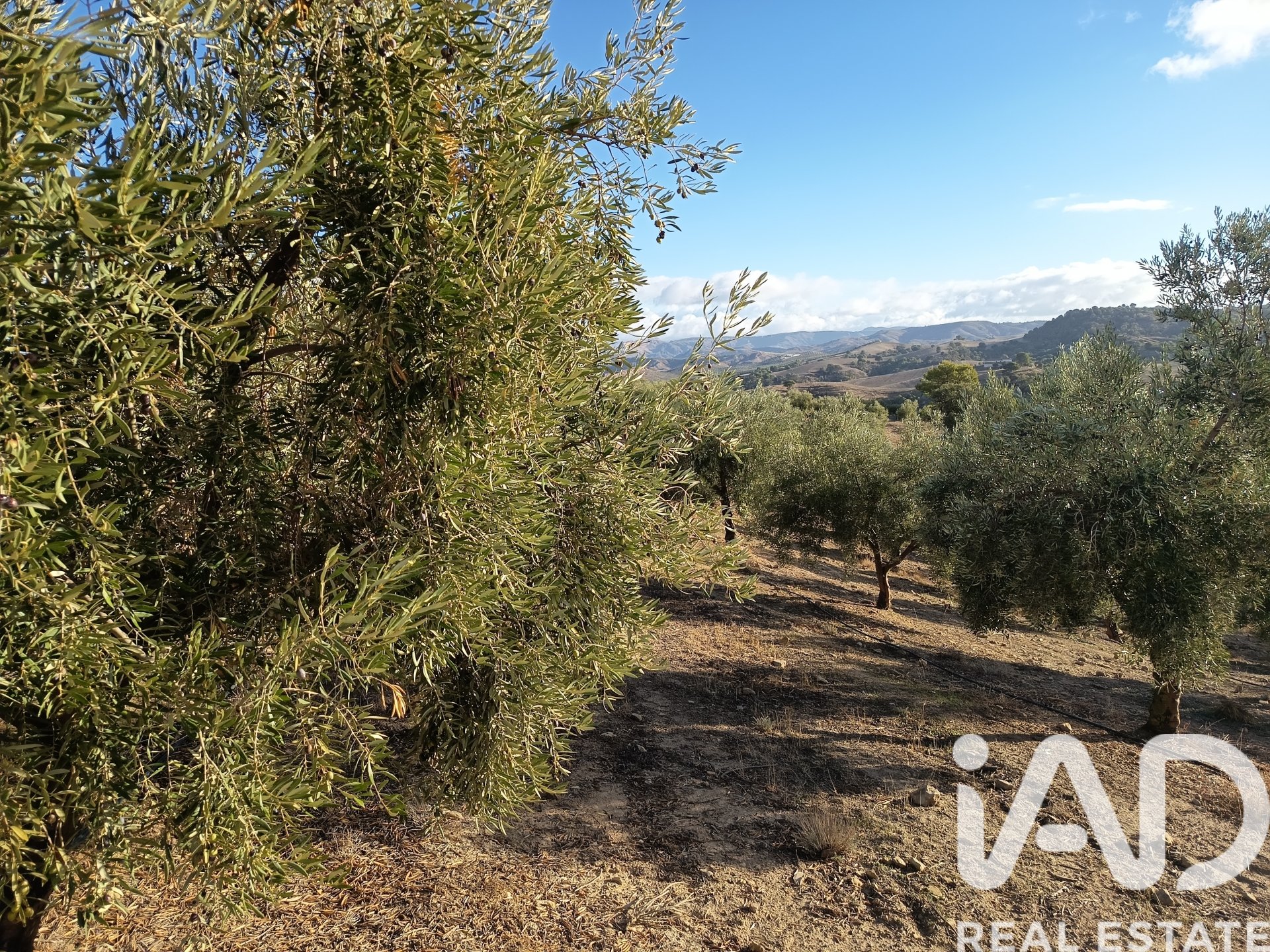 Land plot in Granada, Spain 308000 sq.m. No. 152801