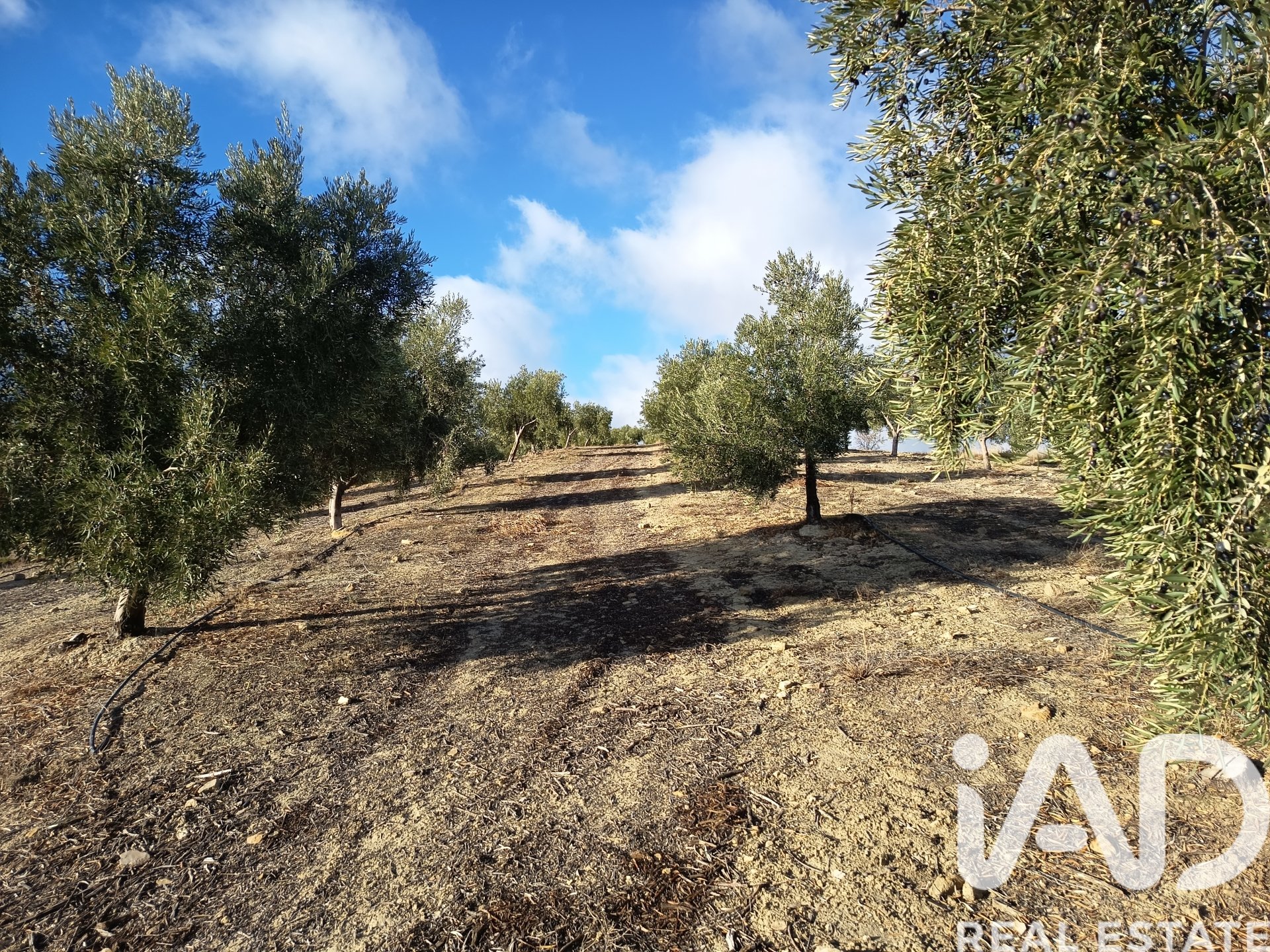 Land plot in Granada, Spain 308000 sq.m. No. 152801