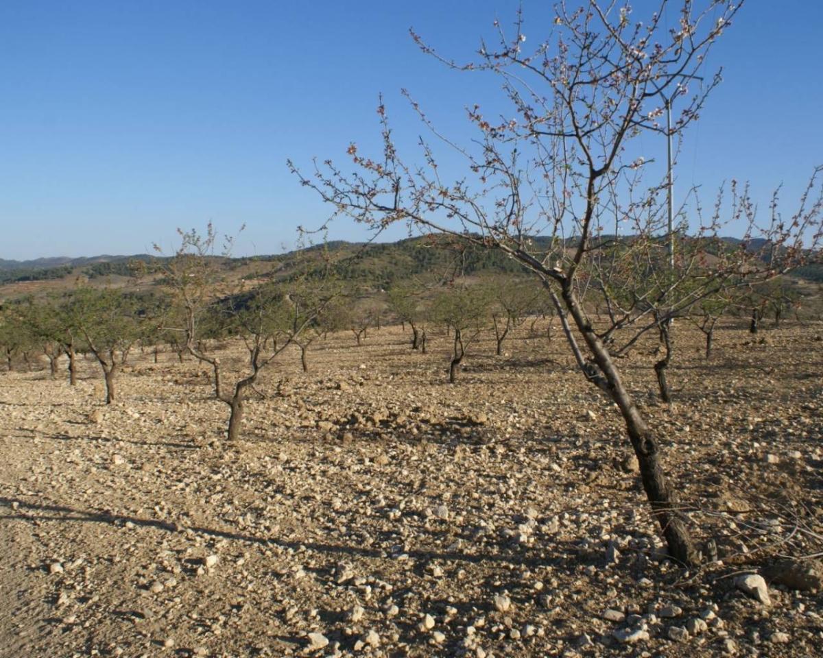 Land in Alicante, Spanien Nr. 183933