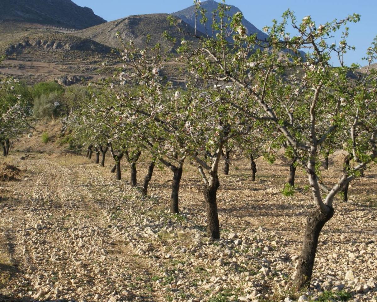 Land in Alicante, Spanien Nr. 183933