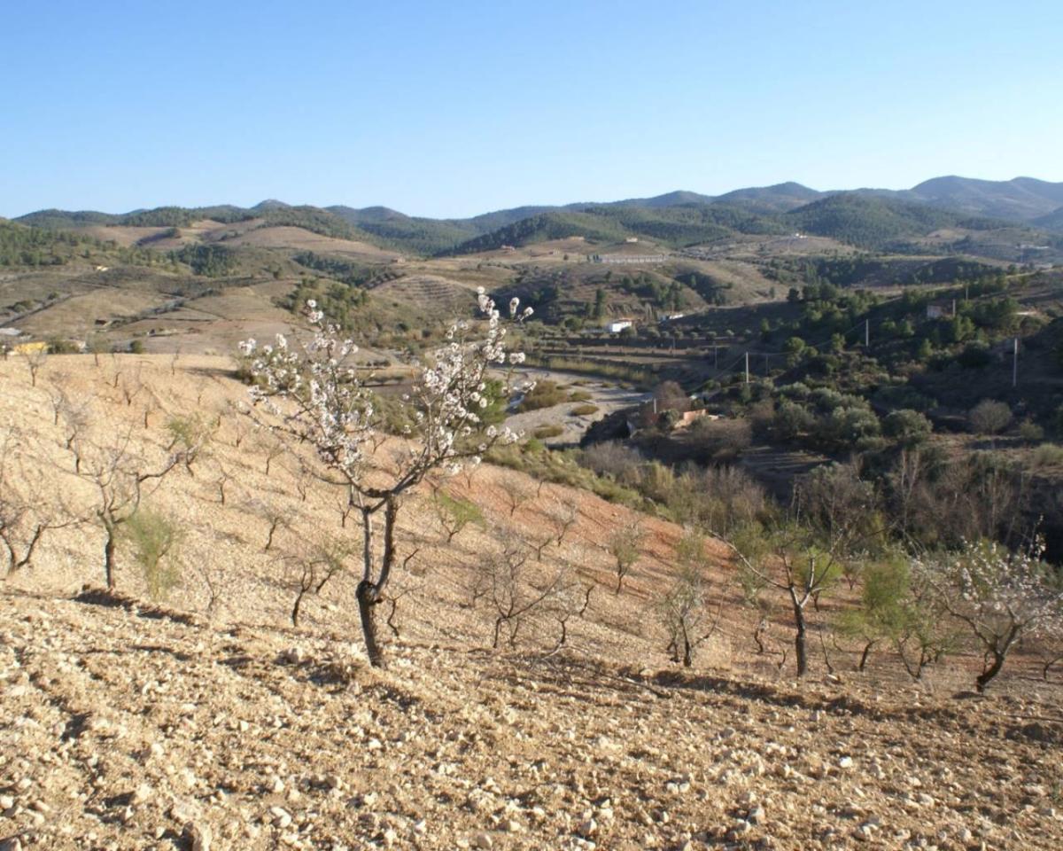 Land in Alicante, Spanien Nr. 183933