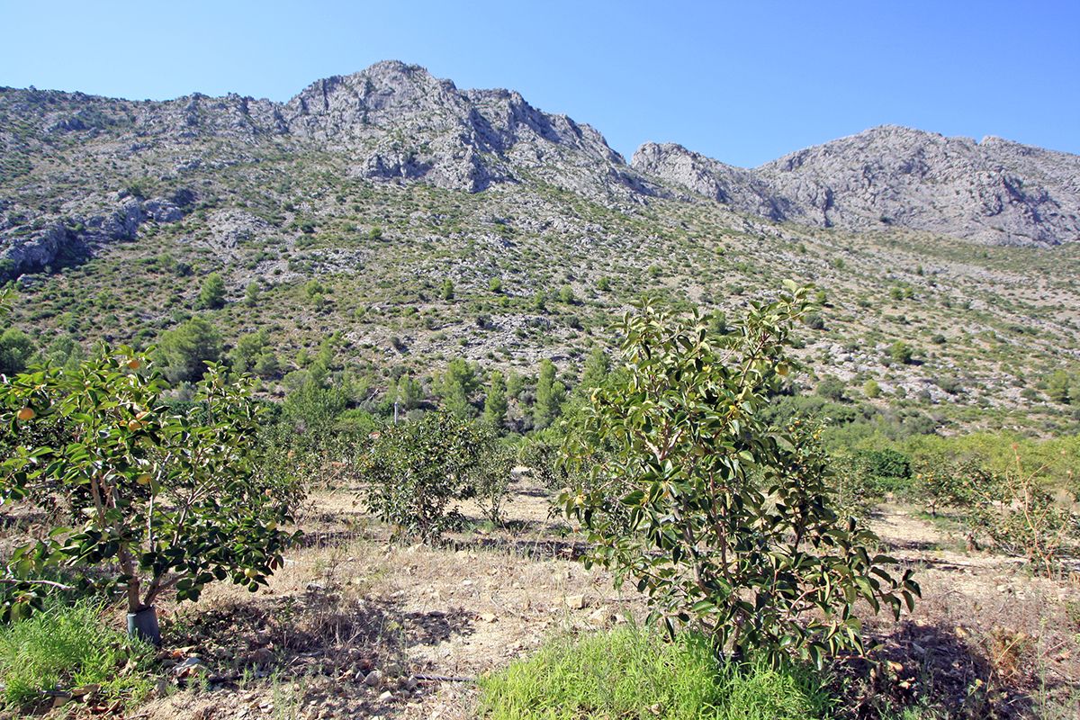 Działka w Beniarbeig, Alicante, Hiszpania nr 183932