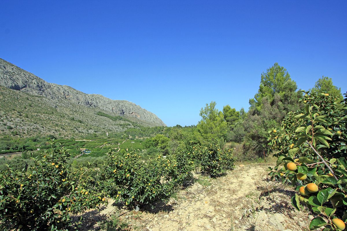 Działka w Beniarbeig, Alicante, Hiszpania nr 183932