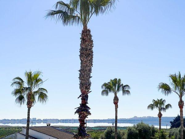 House in Ciudad Quesada, Alicante, Spain 5 bedrooms, 300 sq.m. No. 181275