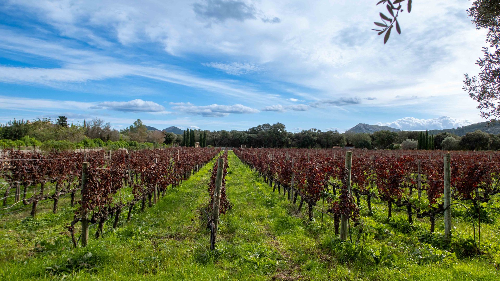Finca Pollenca, Mallorca, Spānijā 6 istabas, 1307 m2 Nr. 147005