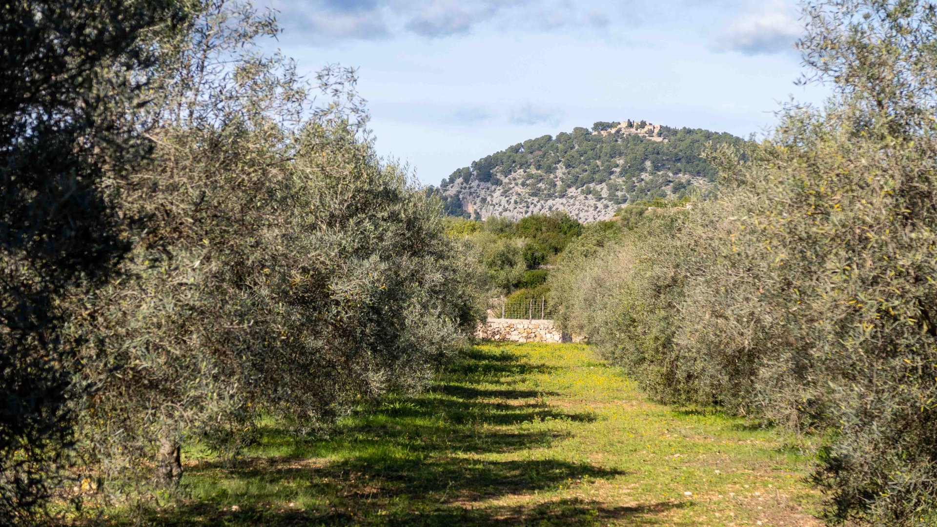 Finca Pollenca, Mallorca, Spānijā 6 istabas, 1307 m2 Nr. 147005