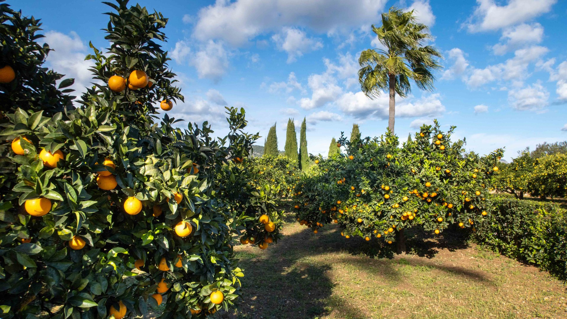 Finca Pollenca, Mallorca, Spānijā 6 istabas, 1307 m2 Nr. 147005