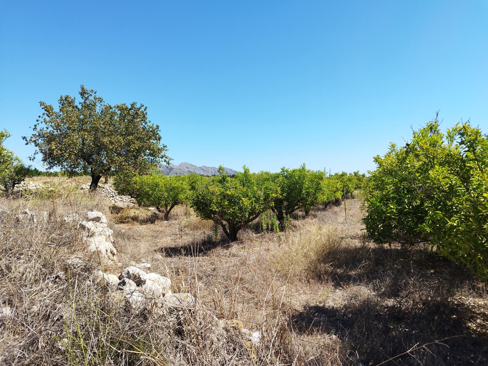 Land in Orba, Alicante, Spanien Nr. 183909