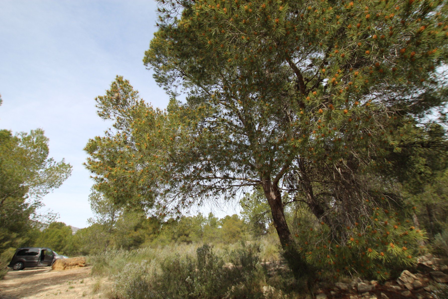 Finca Monovar, Alicante, Spānijā 1 istaba, 115 m2 Nr. 189410