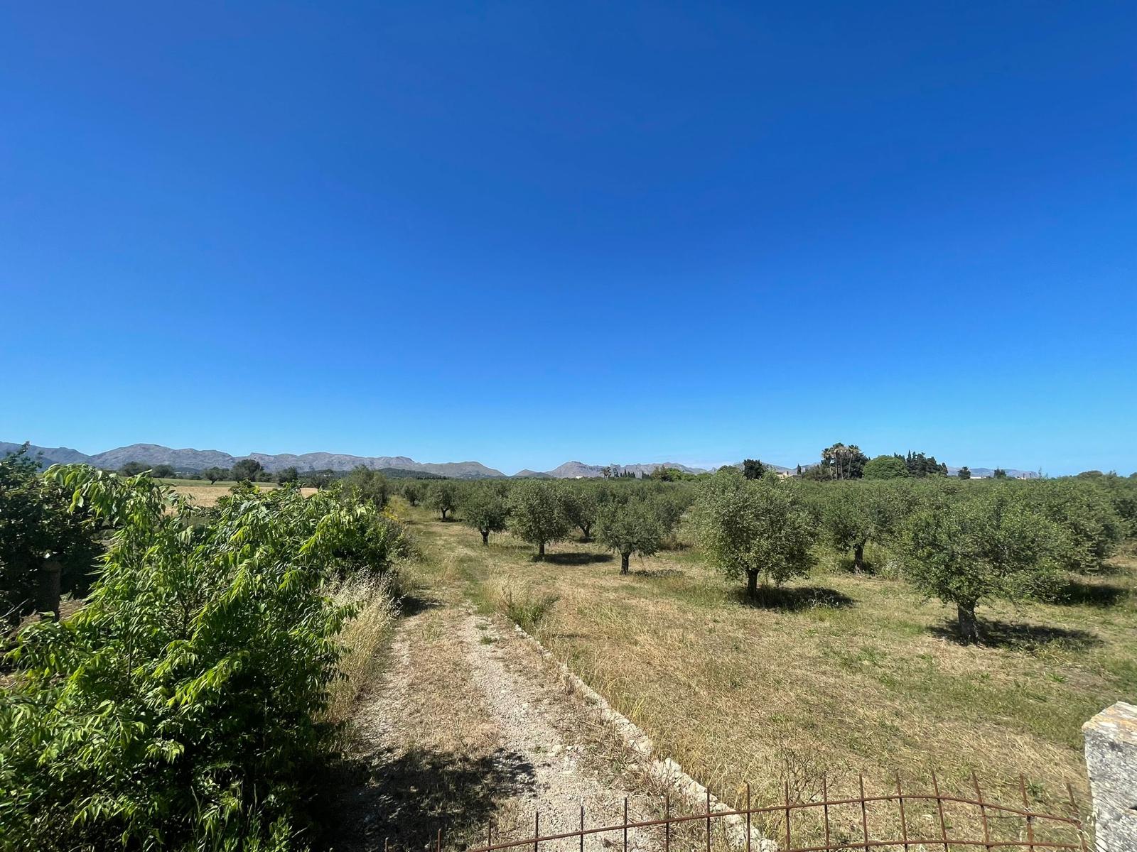 Land plot in Alcudia, Mallorca, Spain 35860 sq.m. No. 150117