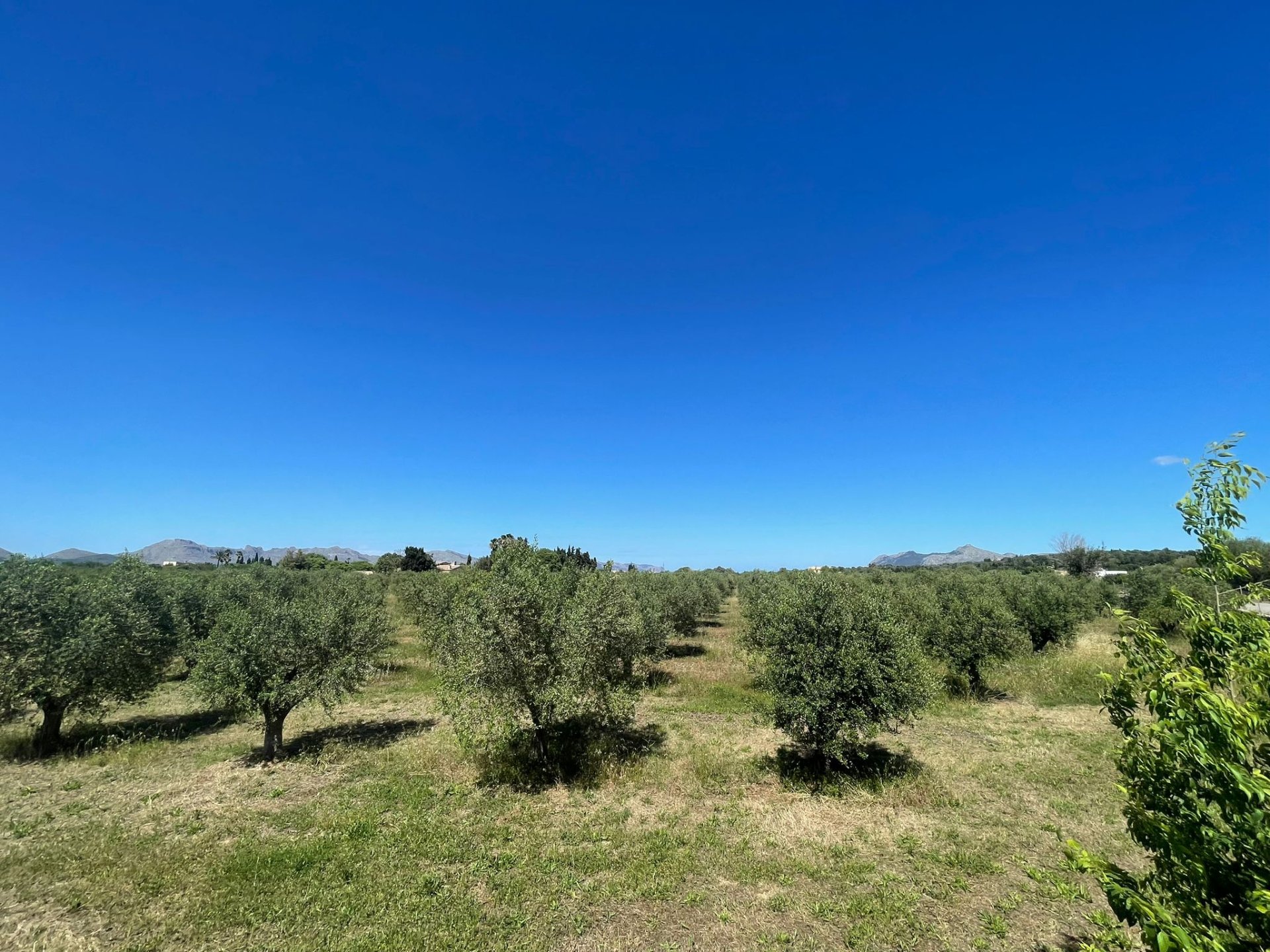 Land plot in Alcudia, Mallorca, Spain 35860 sq.m. No. 150117