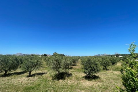 Terreno a Alcudia, Mallorca, Spagna 35860 mq. N° 150117