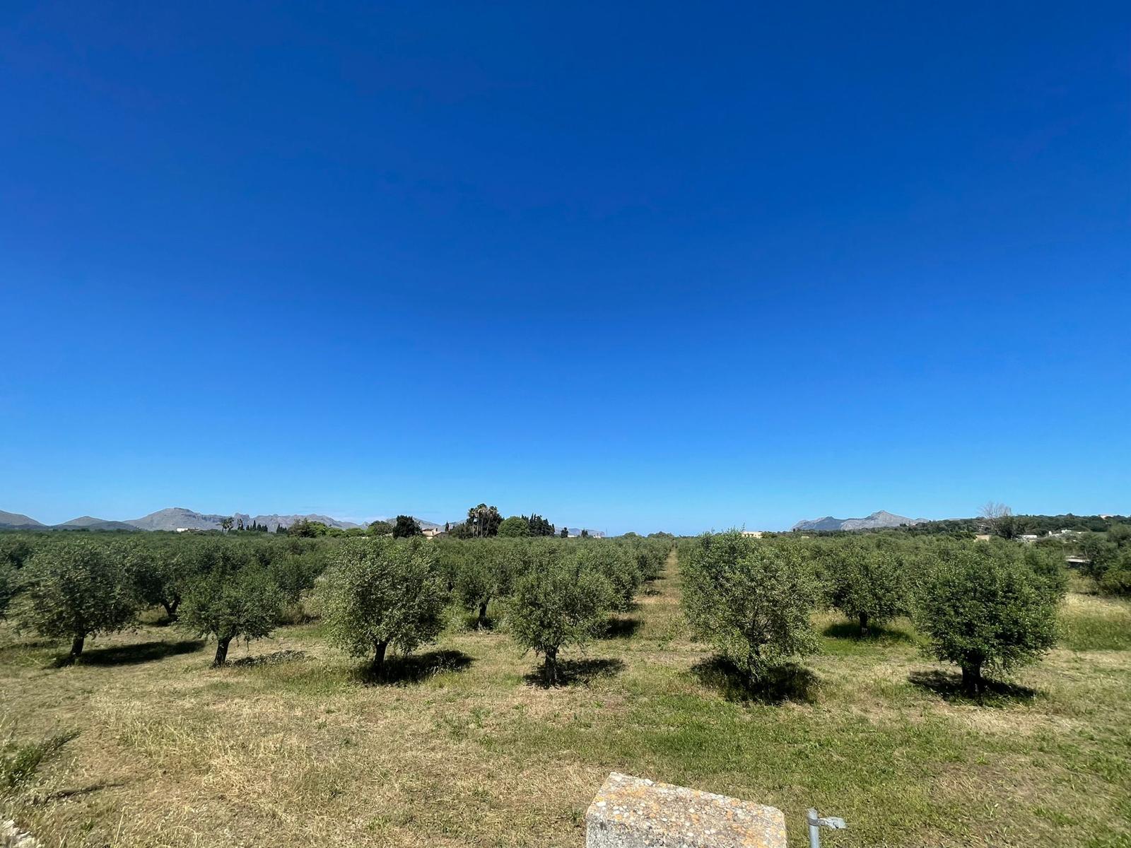 Land plot in Alcudia, Mallorca, Spain 35860 sq.m. No. 150117