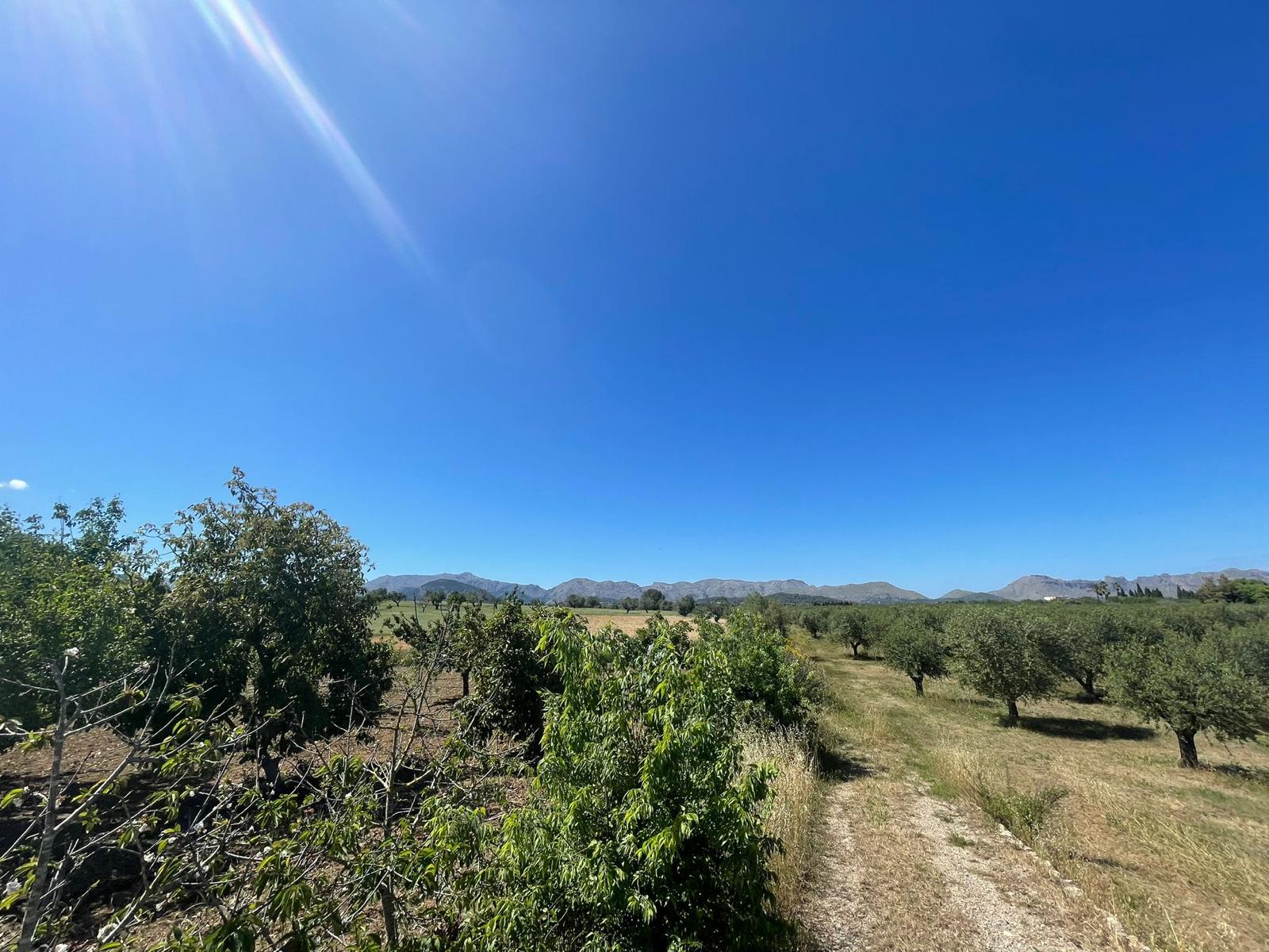 Land plot in Alcudia, Mallorca, Spain 35860 sq.m. No. 150117