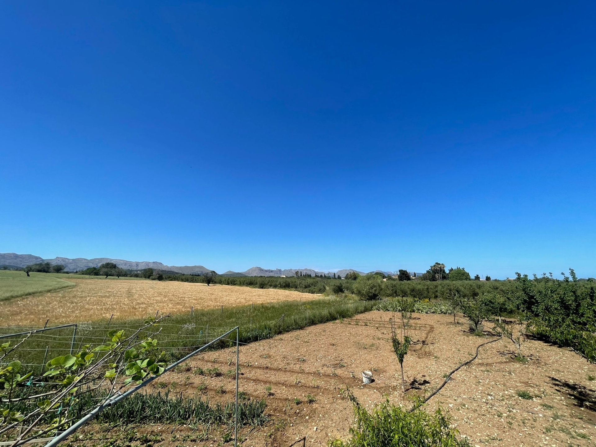 Land plot in Alcudia, Mallorca, Spain 35860 sq.m. No. 150117