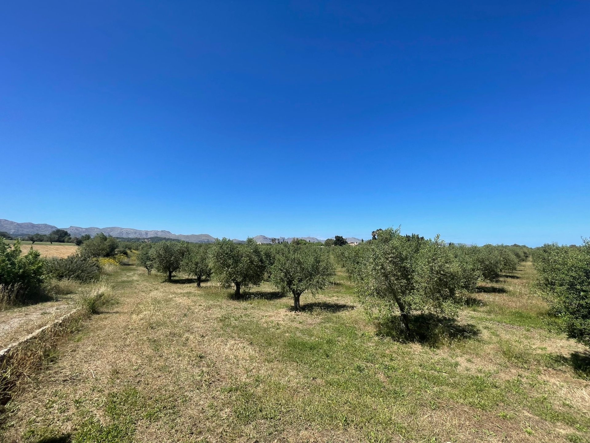 Land plot in Alcudia, Mallorca, Spain 35860 sq.m. No. 150117