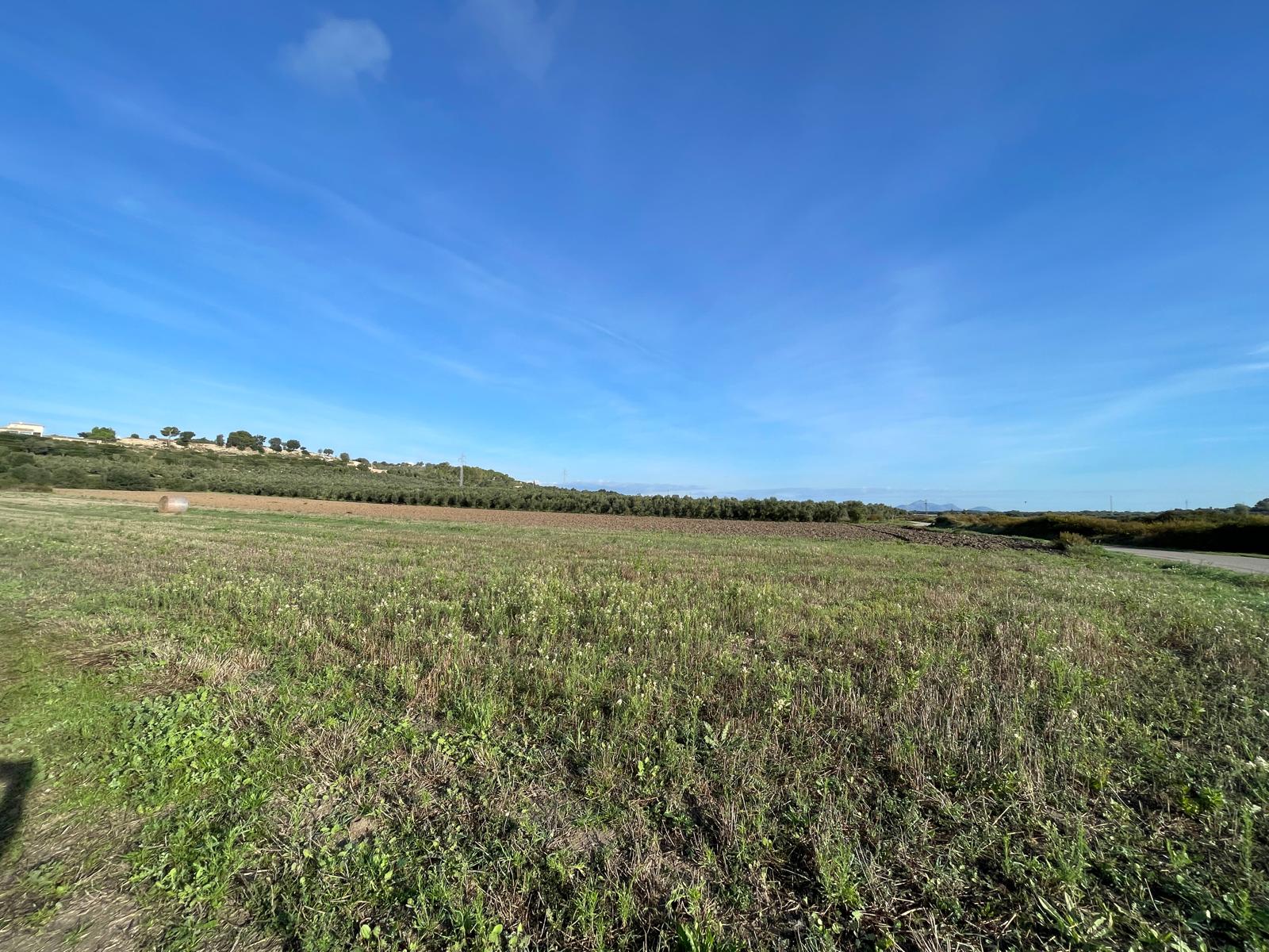 Land plot in Muro, Mallorca, Spain 15325 sq.m. No. 146301
