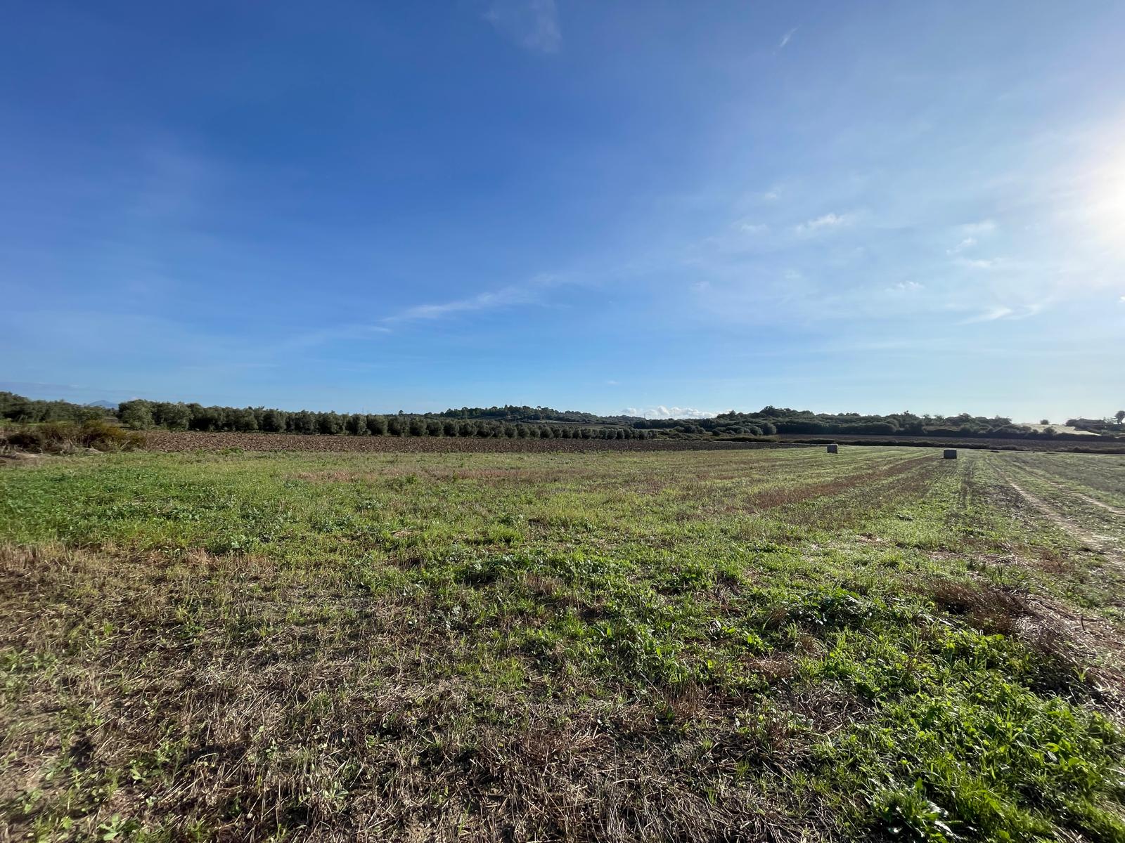 Land plot in Muro, Mallorca, Spain 15325 sq.m. No. 146301