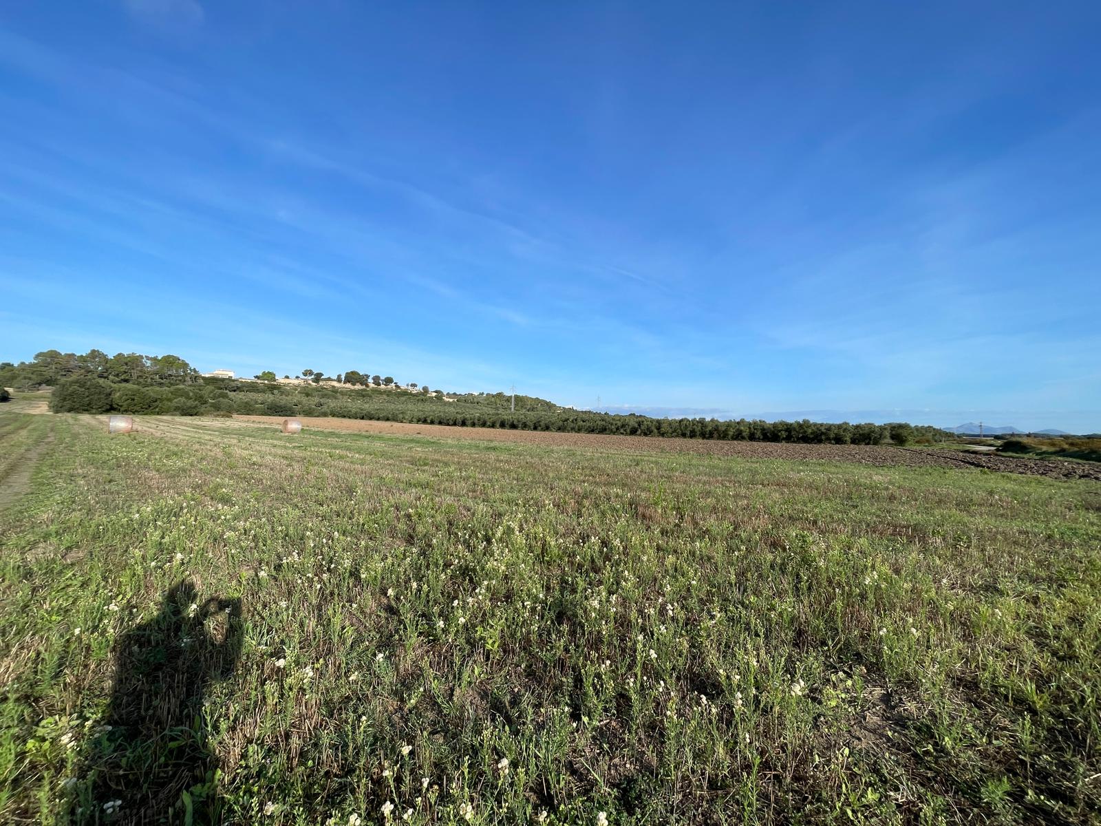 Land plot in Muro, Mallorca, Spain 15325 sq.m. No. 146301