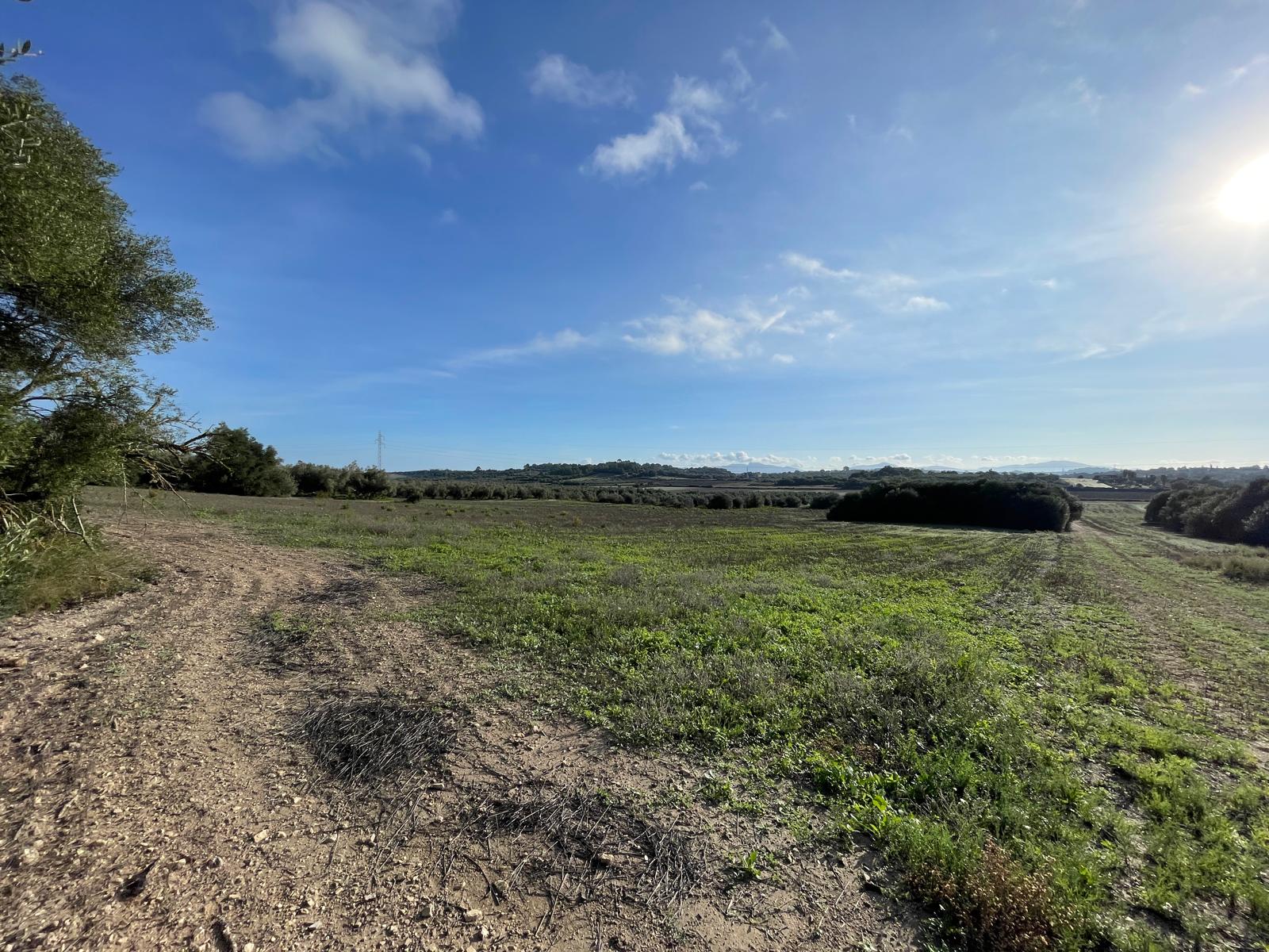 Land plot in Muro, Mallorca, Spain 15325 sq.m. No. 146301