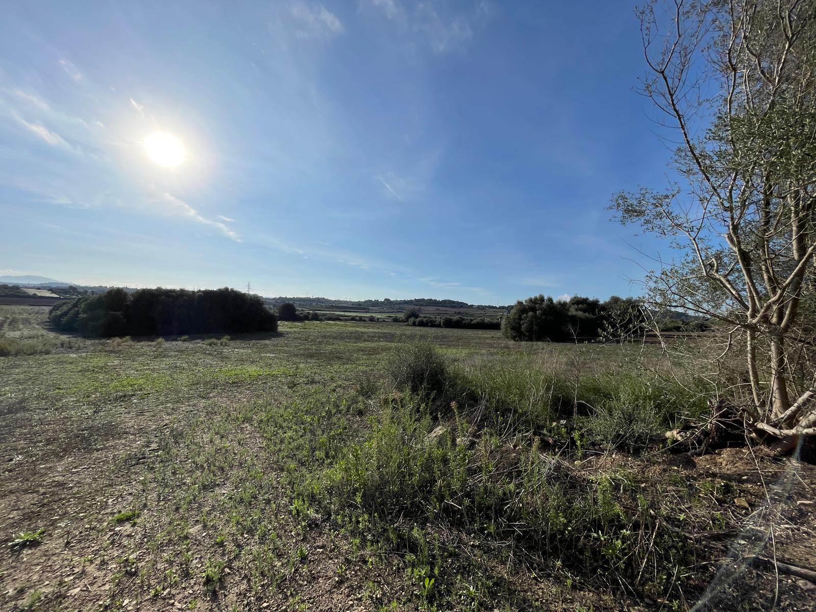 Land plot in Muro, Mallorca, Spain 15325 sq.m. No. 146301