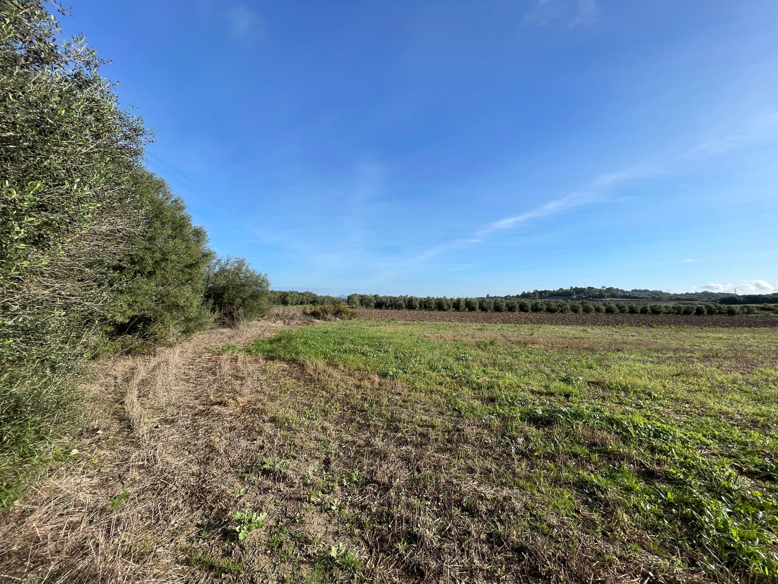 Land plot in Muro, Mallorca, Spain 15325 sq.m. No. 146301